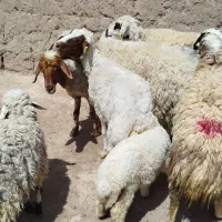 بره و میش
