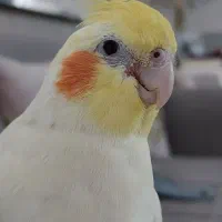 فروش عروس هلندی سخنگو
