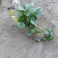 گل های اپارتمانی|گل و گیاه طبیعی|لواسان, |دیوار