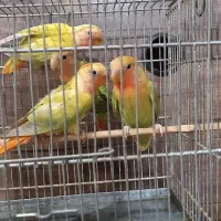 طوطی‌برزیلی