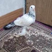 قره کویروخ|پرنده|مرند, |دیوار