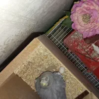 عروس هلندی جفت باتخم