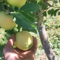 ۲۰۰ اصله درخت سیب پاییزه درجه یک
