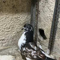 کبوتر|پرنده|گرگان, |دیوار