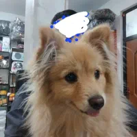 گمشده سگ پامرانین روباهی|حیوانات|خرمآباد, |دیوار