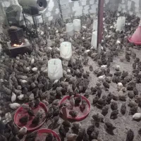 فروش  بلدرچین کشتار شده و تخم گذار ۶۰تومان|حیوانات مزرعه|اطاقور, |دیوار