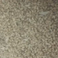 گندم میهن