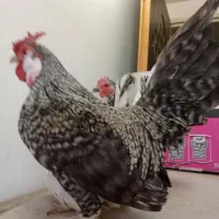مرغ خروس مینیاتوری کرچ با جوجه|حیوانات مزرعه|قم, شهرک توانیر|دیوار