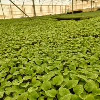 نشا۱|گل و گیاه طبیعی|فیروزآباد (فارس), |دیوار