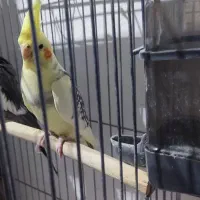 عروس هلندی بالغ|پرنده|بومهن, |دیوار