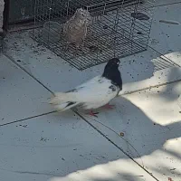 چند تاعدد کبوتر