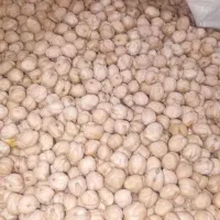 نخود کرمانشاهی امسال