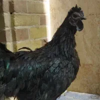 تخم مرغ نطفه دار ایام سمانی|حیوانات مزرعه|کرمان, |دیوار