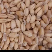 گندم آبی پیشگام بذر