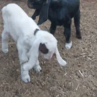 بزغاله|حیوانات مزرعه|آیسک, |دیوار