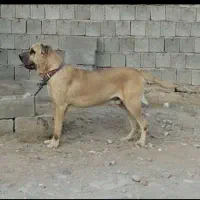 سرابی اصیل سنگین وزن