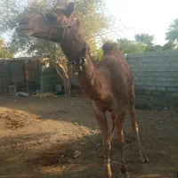 شتر نر|حیوانات مزرعه|میناب, |دیوار