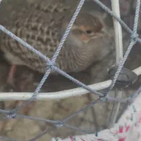 بلدرچین محلی معاوضه با نوک قنار و تیدی کبوتر|حیوانات مزرعه|بندرعباس, |دیوار