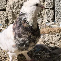 کبوتر طوقی5 عدد