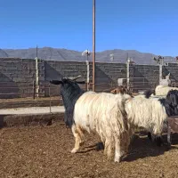 بز کردی مهابادی اصل|حیوانات مزرعه|بسطام, |دیوار