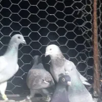 بیست عدد کفتر هوایی|پرنده|شیراز, شاپورجان|دیوار