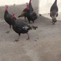 ۴ عدد بوقلمون نر