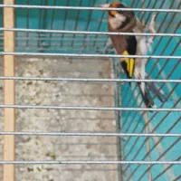 سهره نر و ماده|پرنده|اصفهان, پزوه|دیوار