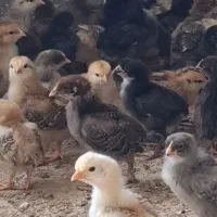 جوجه مرغ خروس محلی۲۰ روزه واکسن خورده