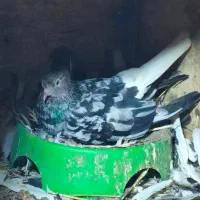 جفت دم‌سفید عطیقه|پرنده|گنبد کاووس, |دیوار