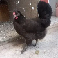 مرغ رسمی کرچ جوان