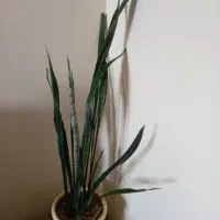 گل شمشری|گل و گیاه طبیعی|سنندج, |دیوار