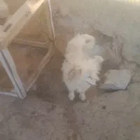 فروش دو تا سگ ماده پا کوتاه