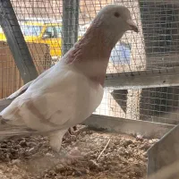 کبوتر ماده|پرنده|شیراز, دشت چنار|دیوار