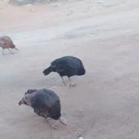 بوقلمون|حیوانات مزرعه|زیویه, |دیوار