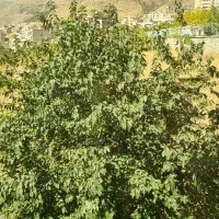 اجاره ۱۲۴ متر شهرک محلاتی در بهترین لوکیشن منطقه|اجارهٔ آپارتمان|تهران, شهرک محلاتی|دیوار