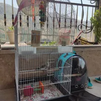 عروس هلندی نر ۲ماهه