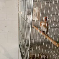 2تا سهره 4گل مست خون