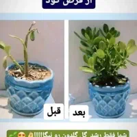 قرص کود