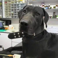 گمشده حیوانات