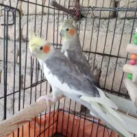 عروس هلندی با قفس