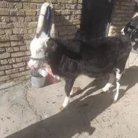 گاو با گوساله بزرگ ماده سیمتال|حیوانات مزرعه|الیگودرز, |دیوار