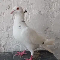 سار‌