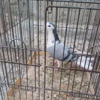 دمگیر سینه دم پاک