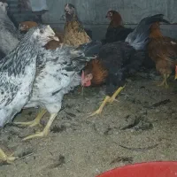 فروش مرغ و خروس رسمی|حیوانات مزرعه|تهران, سعیدآباد|دیوار