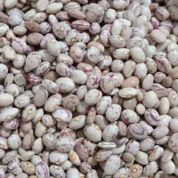 خرده فروشی لوبیا چیتی