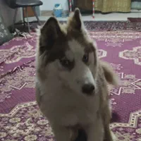 واگذاری توله هاسکی مالاموت|سگ|اصفهان, باغ زرشک|دیوار