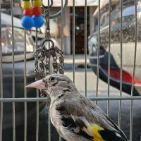 جوجه سهره