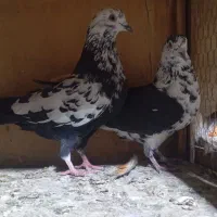 کفتر قاره|پرنده|کوهدشت, |دیوار