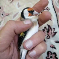 سهره|پرنده|شهرکرد, |دیوار