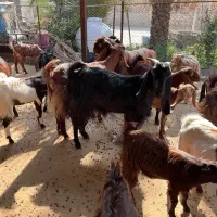 بز ، کهره و پازن|حیوانات مزرعه|وحدتیه, |دیوار